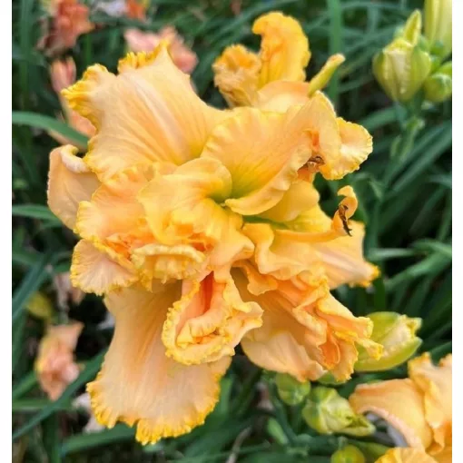 Hemerocallis METAMORFOSE (I.) - Sásliliom