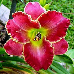 Hemerocallis PAITING THE ROSE RED (I.) - Sásliliom
