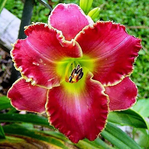 Hemerocallis PAITING THE ROSE RED (I.) - Sásliliom