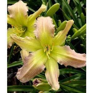 Hemerocallis PRAGUE SPRING (I.) - Sásliliom