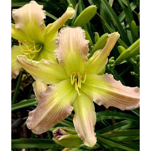 Hemerocallis PRAGUE SPRING (I.) - Sásliliom