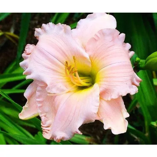 Hemerocallis SABRA SALINA (I.) - Sásliliom