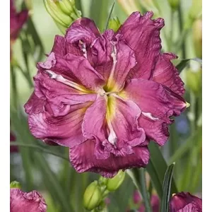 Hemerocallis SCARLET RUFFLES (I.) - Sásliliom