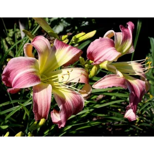 Hemerocallis WILSON SPIDER (I.) - Sásliliom
