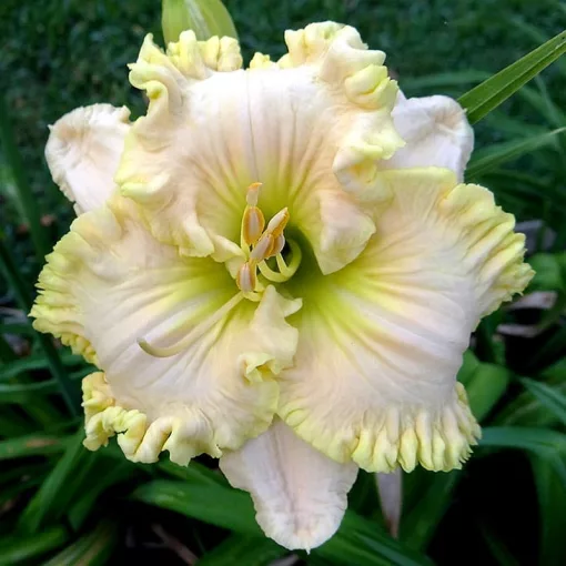 Hemerocallis WONDER OF IT ALL (I.) - Sásliliom