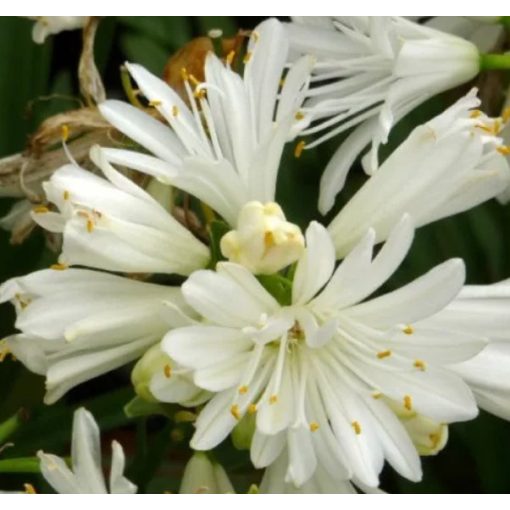 Agapanthus Double Diamond (I.) - Szerelemvirág