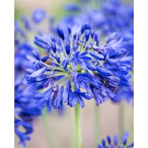 Agapanthus Flowers of Love (I.) - Szerelemvirág