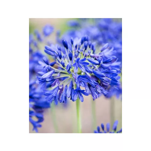 Agapanthus Flowers of Love (I.) - Szerelemvirág