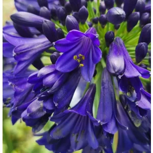Agapanthus Midnight Sky (I.) - Szerelemvirág