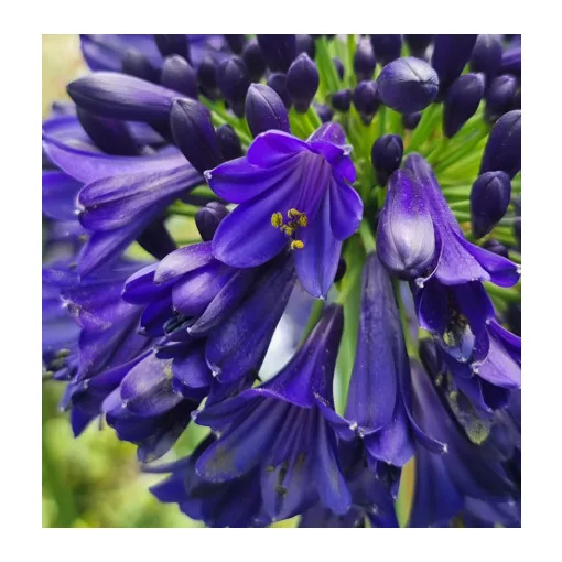 Agapanthus Midnight Sky (I.) - Szerelemvirág