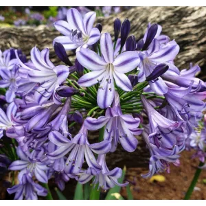 Agapanthus Poppin Star (I.) - Szerelemvirág