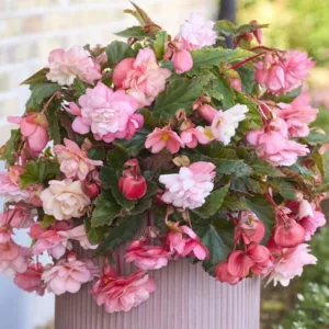 Begonia Cascade Florence (10/+) - Csüngő begónia