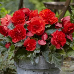   Begonia Cascade Odorosa Red Sunset (10/+) - Csüngő begónia
