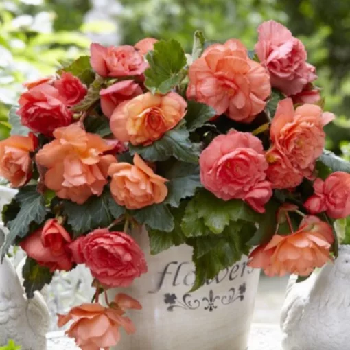 Begonia Cascade Odorosa Sweet Pink (10/+) - Csüngő begónia