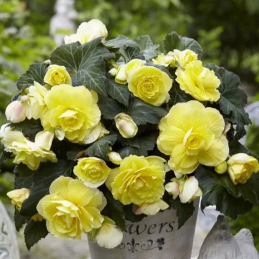 Begonia Cascade Odorosa Yellow Flame (10/+) - Csüngő begónia