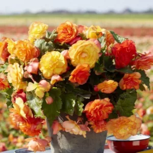 Begonia Cascade Sunray (10/+) - Csüngő begónia