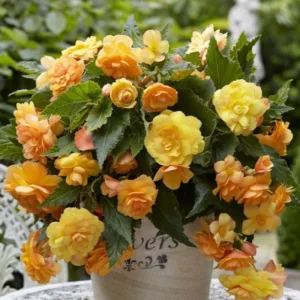   Begonia Illumination Apricot Shade (10/+) - Csüngő begónia