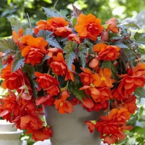 Begonia Illumination Orange (10/+) - Csüngő begónia