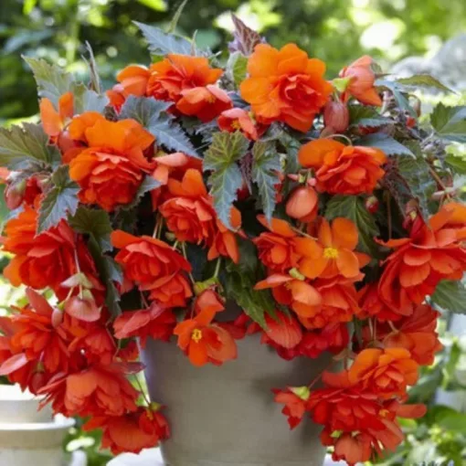 Begonia Illumination Orange (10/+) - Csüngő begónia