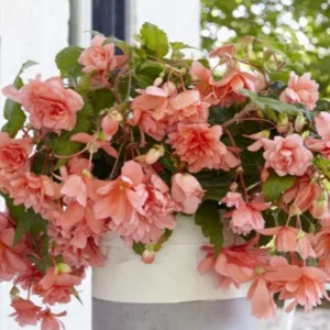 Begonia Illumination Salmon Pink (10/+) - Csüngő begónia