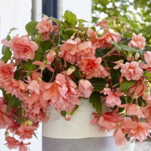 Begonia Illumination Salmon Pink (10/+) - Csüngő begónia