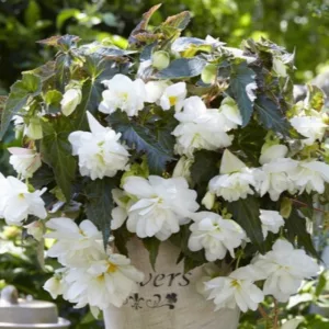 Begonia Illumination White (10/+) - Csüngő begónia