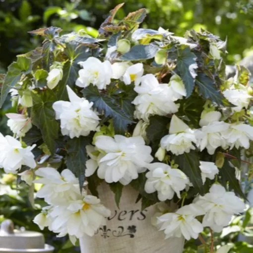 Begonia Illumination White (10/+) - Csüngő begónia