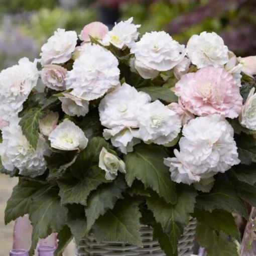 Begonia Wummi Apfelblüte (10/+) - Begónia