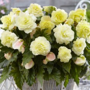 Begonia Wummi Creme (10/+) - Begónia
