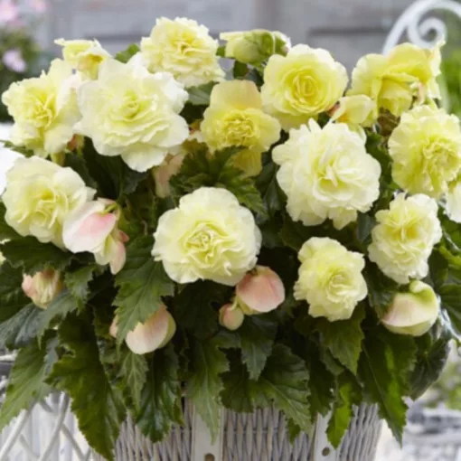 Begonia Wummi Creme (10/+) - Begónia