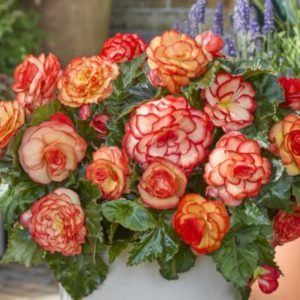 Begonia Wummi Maskerade (10/+) - Begónia