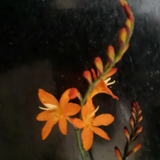 Crocosmia Weepee (6/+) - Sáfrányfű