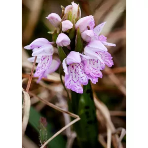 Dactylorhiza maculata subsp. ericetorum (I.) - Ujjaskosbor