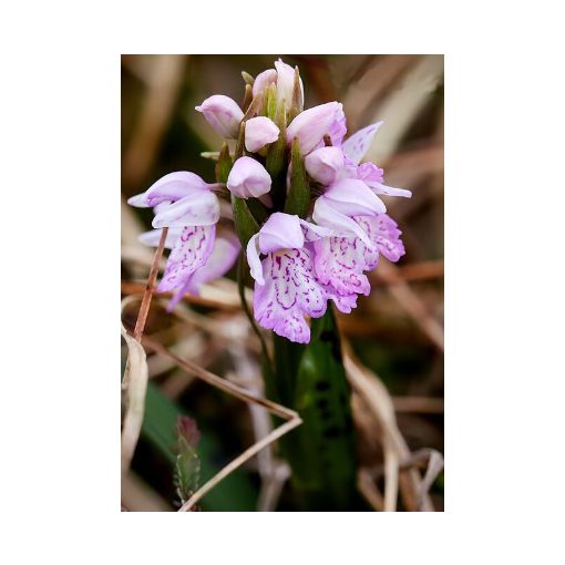 Dactylorhiza maculata subsp. ericetorum (I.) - Ujjaskosbor