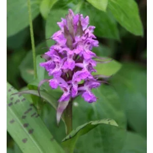 Dactylorhiza pardalina (I.) - Ujjaskosbor