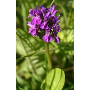 Dactylorhiza purpurella (I.) - Ujjaskosbor