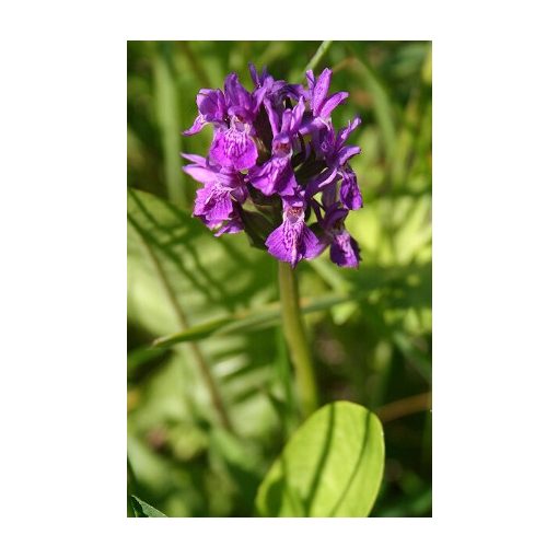 Dactylorhiza purpurella (I.) - Ujjaskosbor