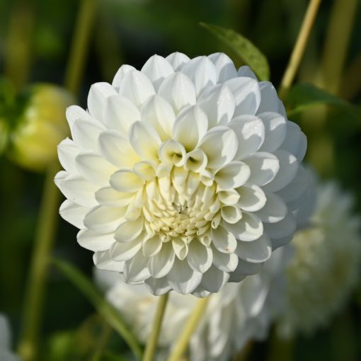 Dahlia Orsett Beauty (I.) - Dália