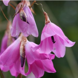 Dierama atrum (I.) - Pálcavirág