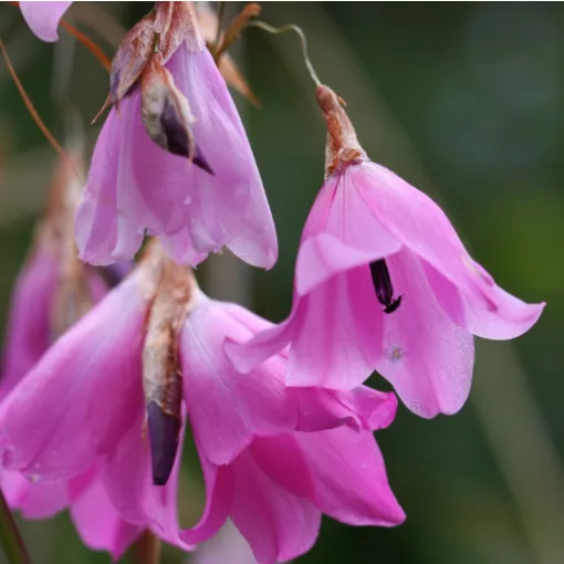 Dierama atrum (I.) - Pálcavirág