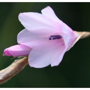 Dierama galpinii (I.) - Pálcavirág
