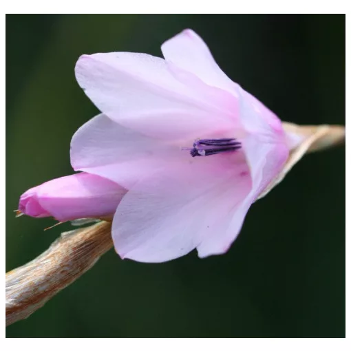 Dierama galpinii (I.) - Pálcavirág