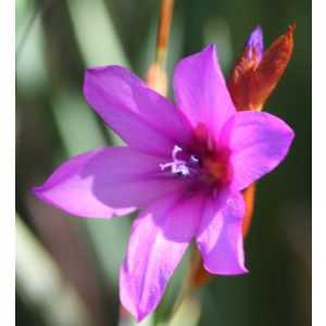 Dierama pauciflorum (I.) - Pálcavirág