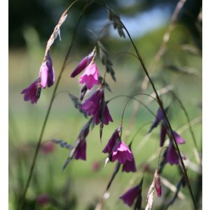 Dierama reynoldsii (I.) - Pálcavirág