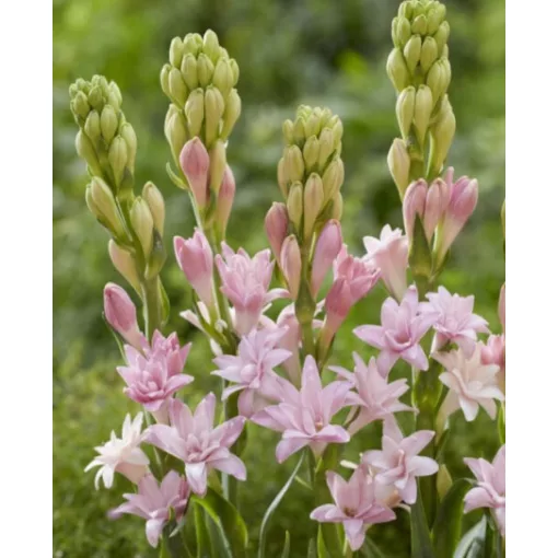 Polianthes tuberosa Pink Parfait (8/+) - Tubarózsa