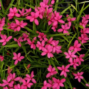 Rhodohypoxis deflexa (I.) - Kaffercsillag