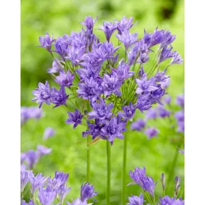 Triteleia Aquarius (4/+) - Csillagliliom