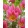 Tulipa Daniella (10/+) - Tulipán