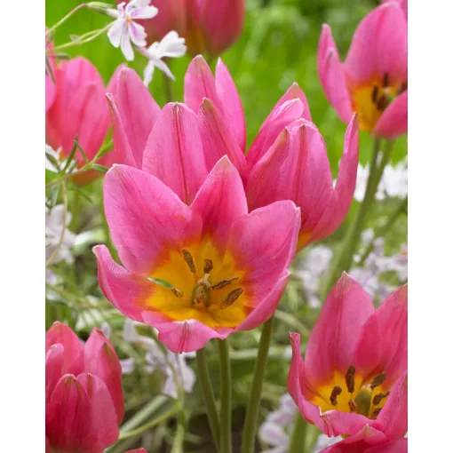 Tulipa Daniella (10/+) - Tulipán