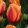 Tulipa Salmon Lalibela (10/+) - Tulipán
